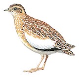 Quail-plover Illustration