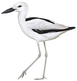 Crab-plover Illustration