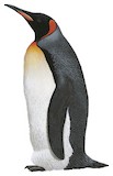 King Penguin Illustration