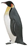 Emperor Penguin Illustration