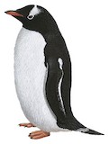 Gentoo Penguin Illustration