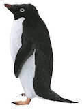 Adelie Penguin Illustration