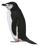 Chinstrap Penguin Illustration