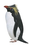 Northern Rockhopper Penguin Illustration