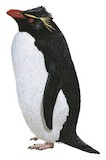 Southern Rockhopper Penguin Illustration