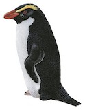 Fiordland Penguin Illustration