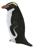 Snares Penguin Illustration