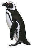 Magellanic Penguin Illustration