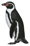 Humboldt Penguin Illustration