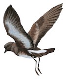 Elliot's Storm Petrel Illustration