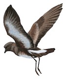 Elliot's Storm Petrel Illustration