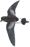 Pincoya Storm Petrel Illustration