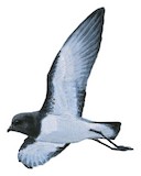 Grey-backed Storm Petrel Illustration