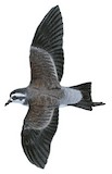 White-faced Storm Petrel Illustration