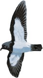 White-bellied Storm Petrel Illustration