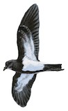 Black-bellied Storm Petrel Illustration