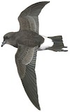 New Zealand Storm Petrel Illustration