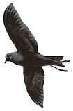 Polynesian Storm Petrel Illustration