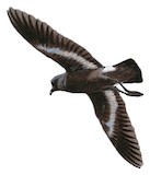 European Storm Petrel Illustration