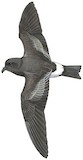 Monteiro's Storm Petrel Illustration