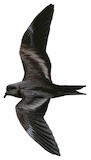 Matsudaira's Storm Petrel Illustration