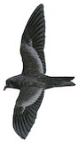 Black Storm Petrel Illustration