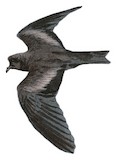 Ashy Storm Petrel Illustration