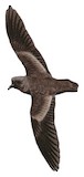 Least Storm Petrel Illustration