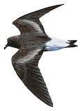 Wedge-rumped Storm Petrel Illustration