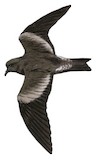 Ainley's Storm Petrel Illustration