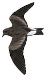 Townsend's Storm Petrel Illustration