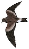 Leach's Storm Petrel Illustration