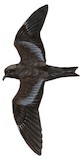 Swinhoe's Storm Petrel Illustration