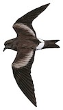 Guadalupe Storm Petrel Illustration