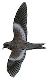 Markham's Storm Petrel Illustration