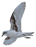 Fork-tailed Storm Petrel Illustration