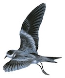 Ringed Storm Petrel Illustration