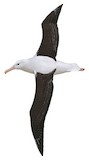 Northern Royal Albatross Illustration