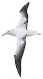 Southern Royal Albatross Illustration