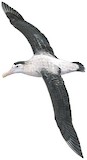 Antipodean Albatross Illustration