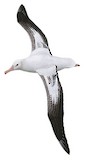 Tristan Albatross Illustration