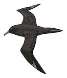 Sooty Albatross Illustration