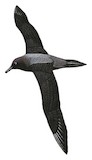 Light-mantled Albatross Illustration