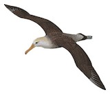 Waved Albatross Illustration