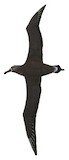 Black-footed Albatross Illustration