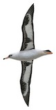 Laysan Albatross Illustration