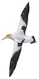 Short-tailed Albatross Illustration