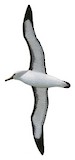 Atlantic Yellow-nosed Albatross Illustration