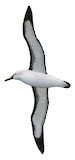 Indian Yellow-nosed Albatross Illustration