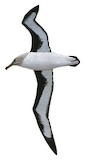 Grey-headed Albatross Illustration